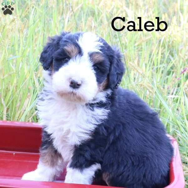 Caleb, Bernedoodle Puppy